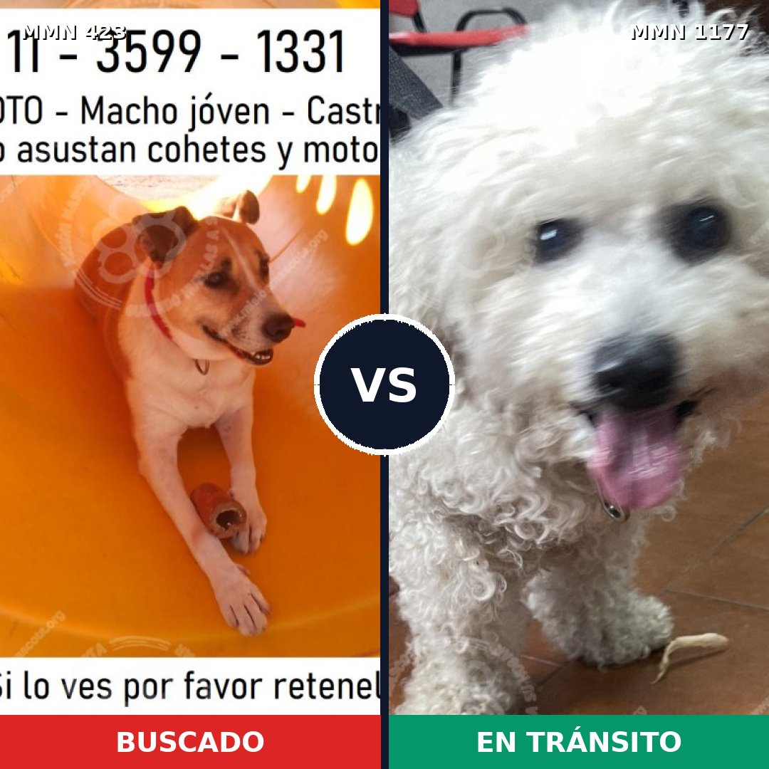Comparativa MMS 18318: mascota perdida y mascota encontrada, 32% de similitud