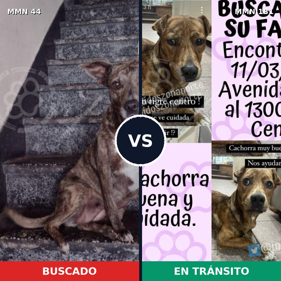 Comparativa MMS 1832: mascota perdida y mascota encontrada, 63% de similitud