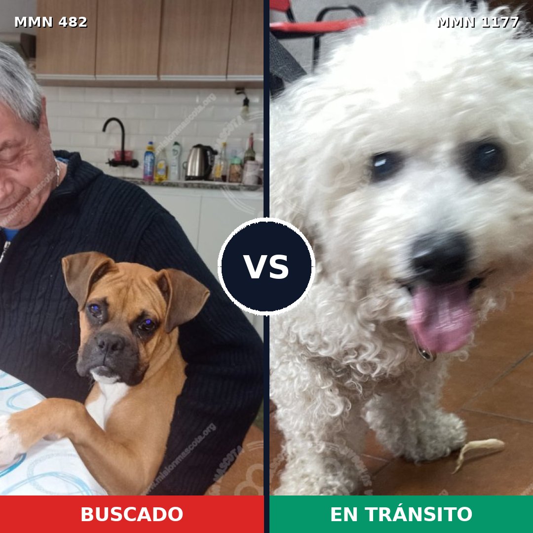 Comparativa MMS 18325: mascota perdida y mascota encontrada, 29% de similitud