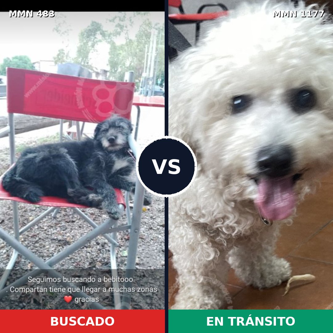 Comparativa MMS 18326: mascota perdida y mascota encontrada, 32% de similitud