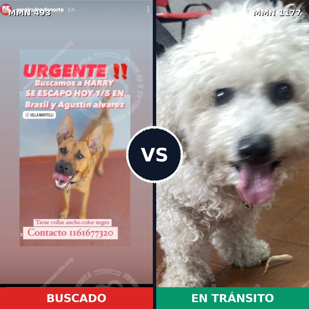 Comparativa MMS 18327: mascota perdida y mascota encontrada, 16% de similitud