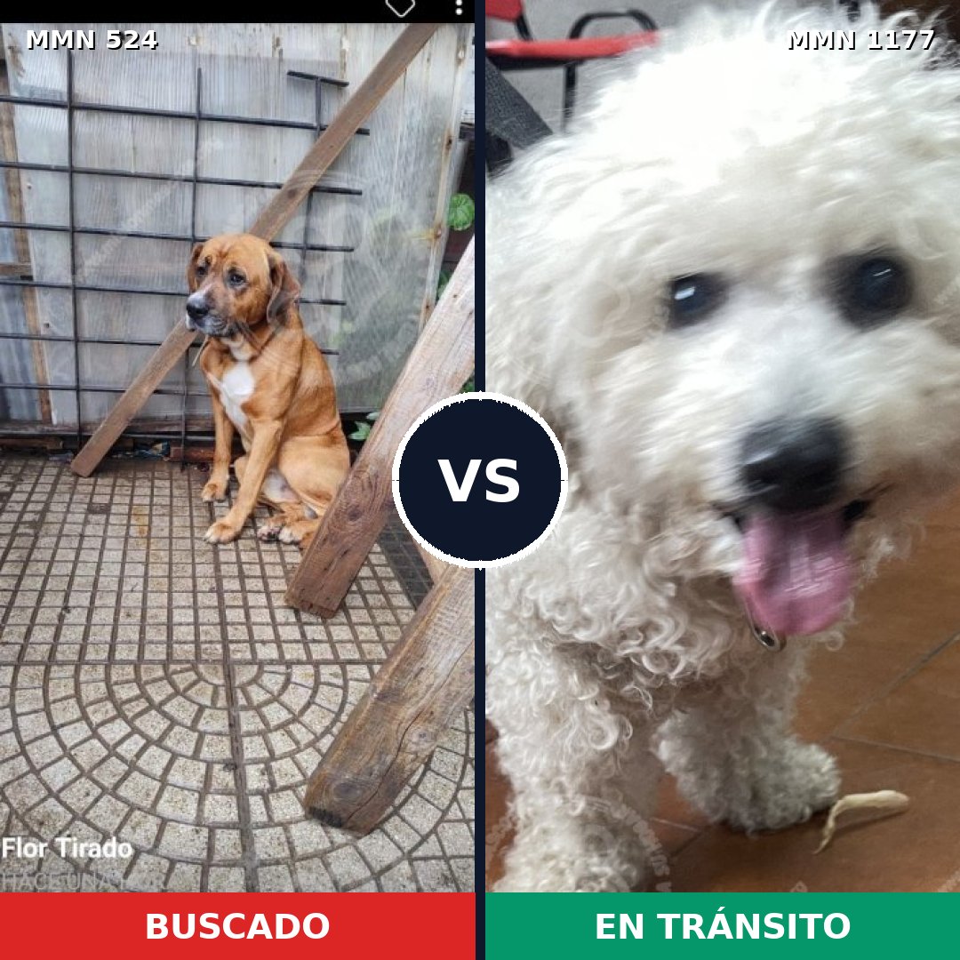 Comparativa MMS 18328: mascota perdida y mascota encontrada, 30% de similitud