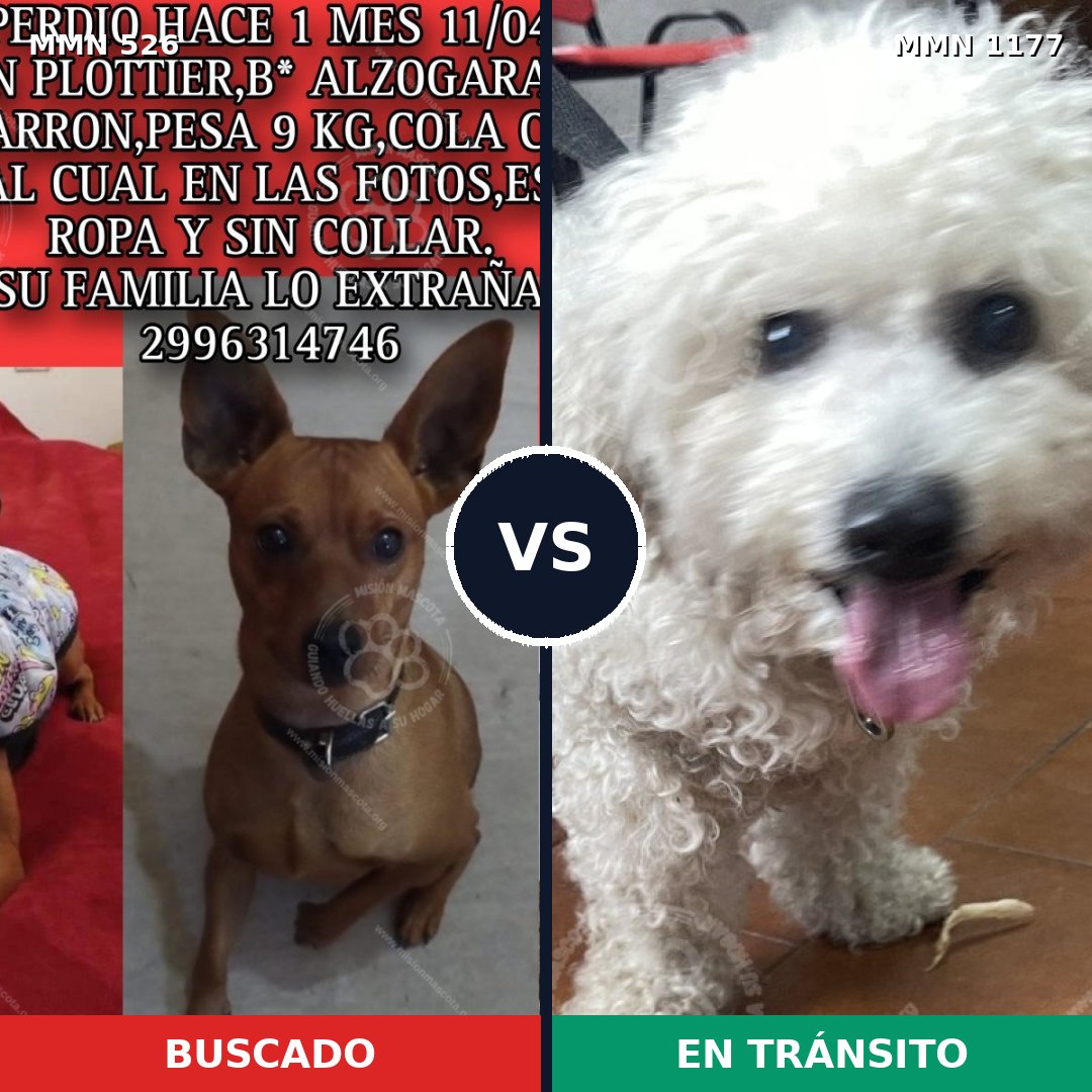 Comparativa MMS 18329: mascota perdida y mascota encontrada, 38% de similitud