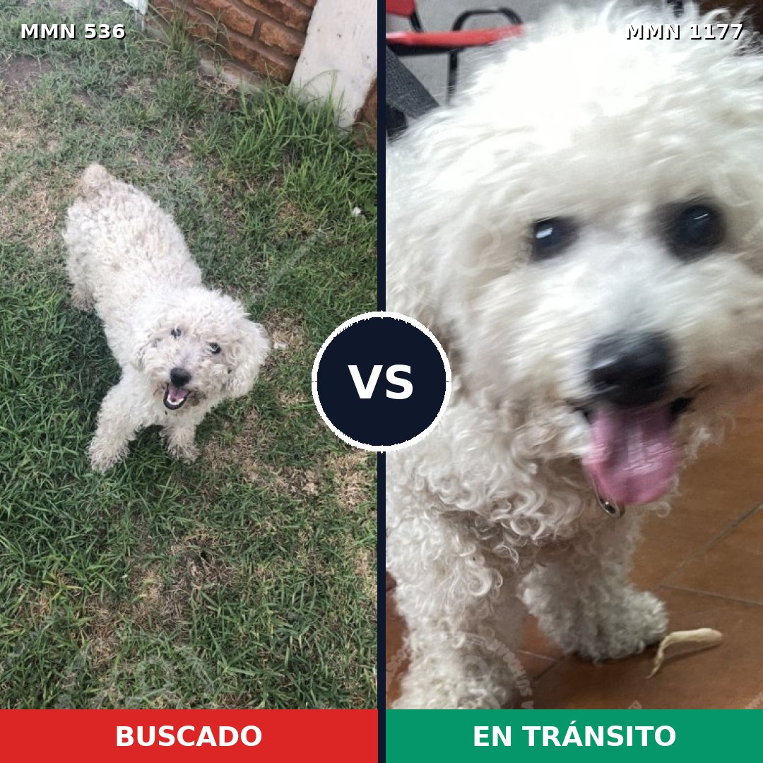 Comparativa MMS 18331: mascota perdida y mascota encontrada, 87% de similitud