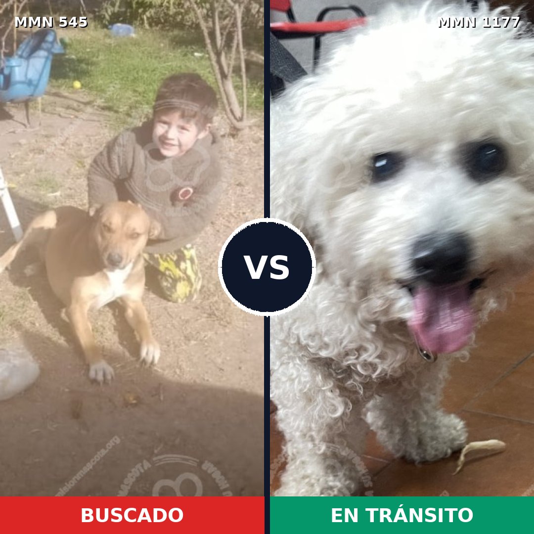 Comparativa MMS 18332: mascota perdida y mascota encontrada, 34% de similitud