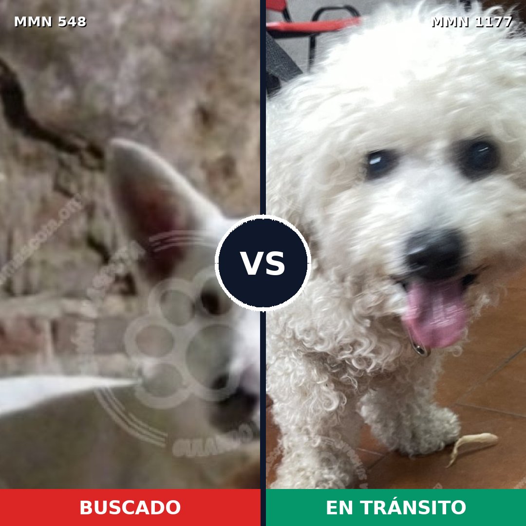 Comparativa MMS 18333: mascota perdida y mascota encontrada, 59% de similitud