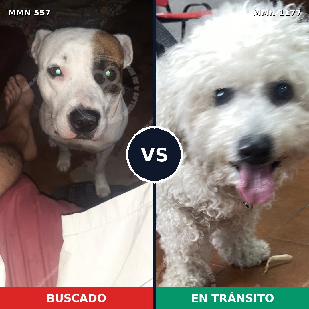 Comparativa MMS 18334: mascota perdida y mascota encontrada, 32% de similitud