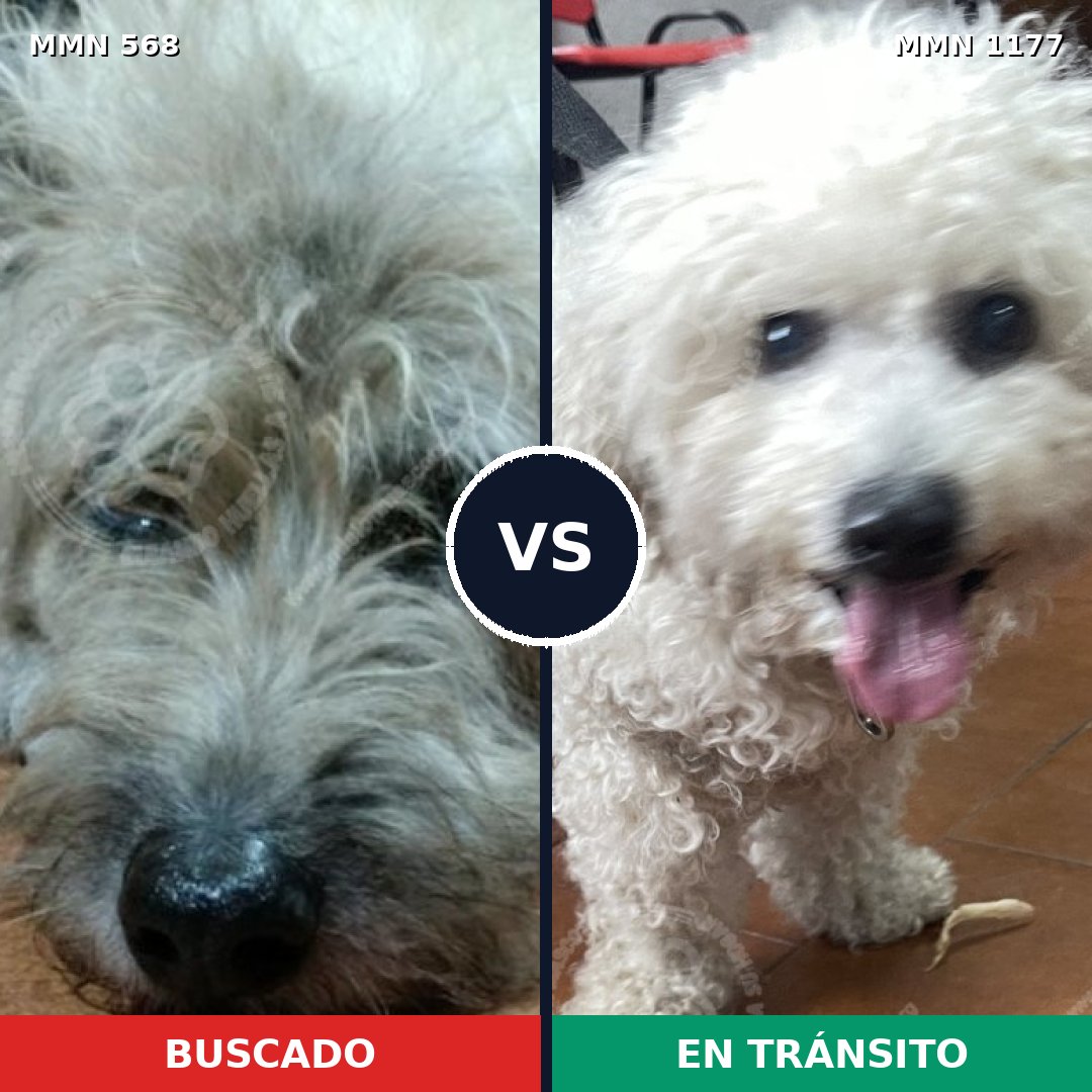 Comparativa MMS 18335: mascota perdida y mascota encontrada, 18% de similitud