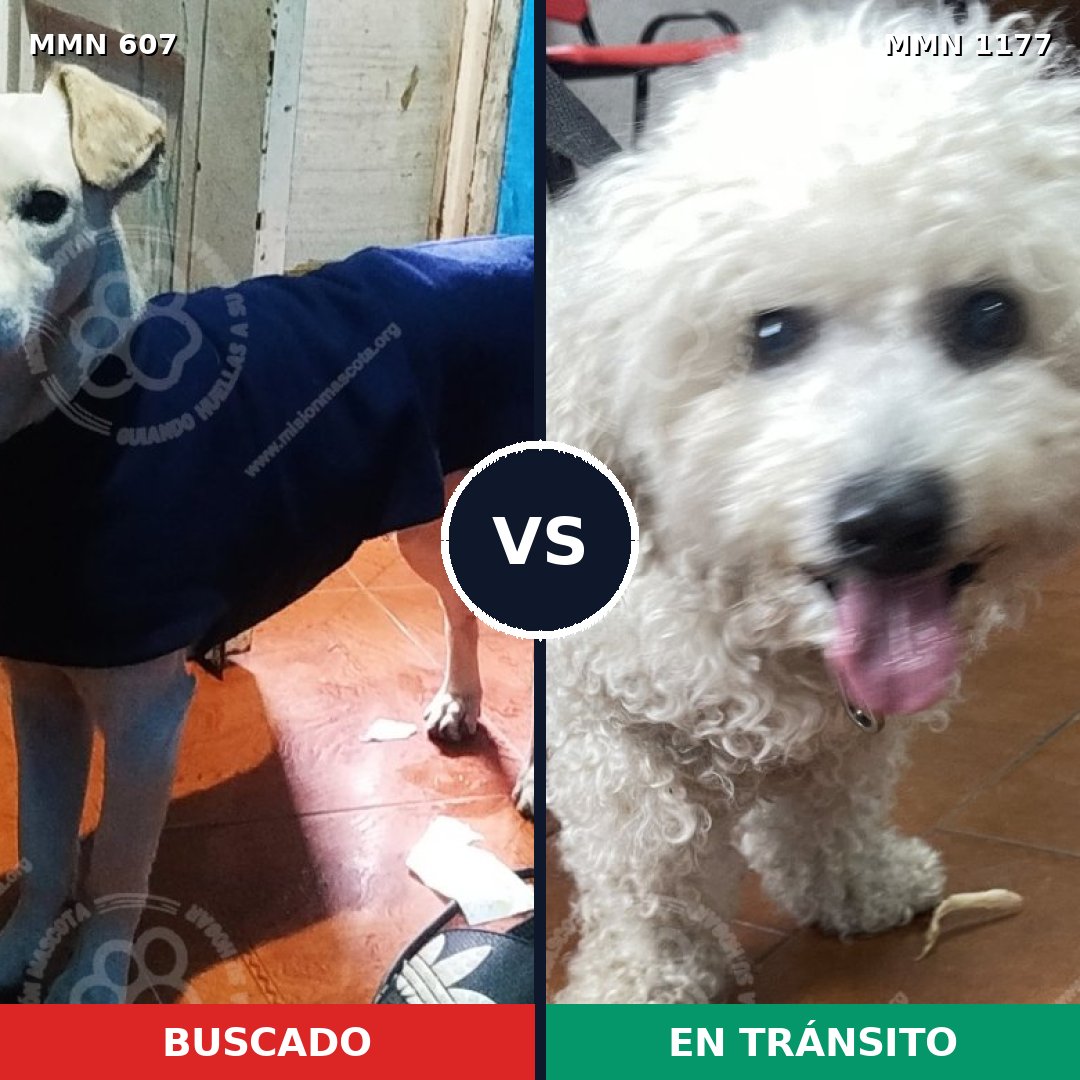 Comparativa MMS 18338: mascota perdida y mascota encontrada, 33% de similitud