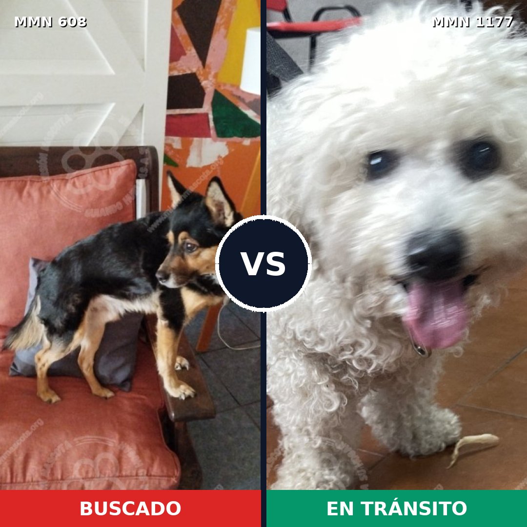 Comparativa MMS 18339: mascota perdida y mascota encontrada, 24% de similitud