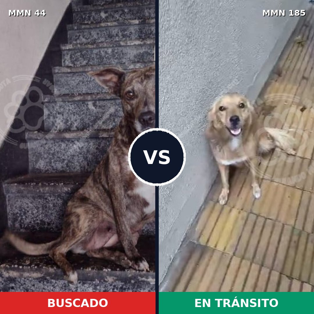 Comparativa MMS 1834: mascota perdida y mascota encontrada, 67% de similitud