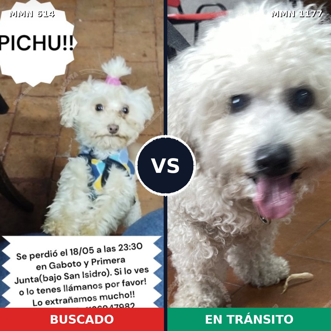 Comparativa MMS 18340: mascota perdida y mascota encontrada, 61% de similitud