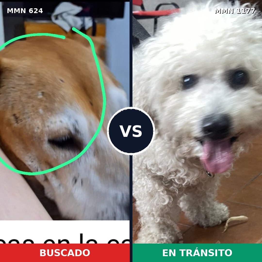 Comparativa MMS 18341: mascota perdida y mascota encontrada, 29% de similitud