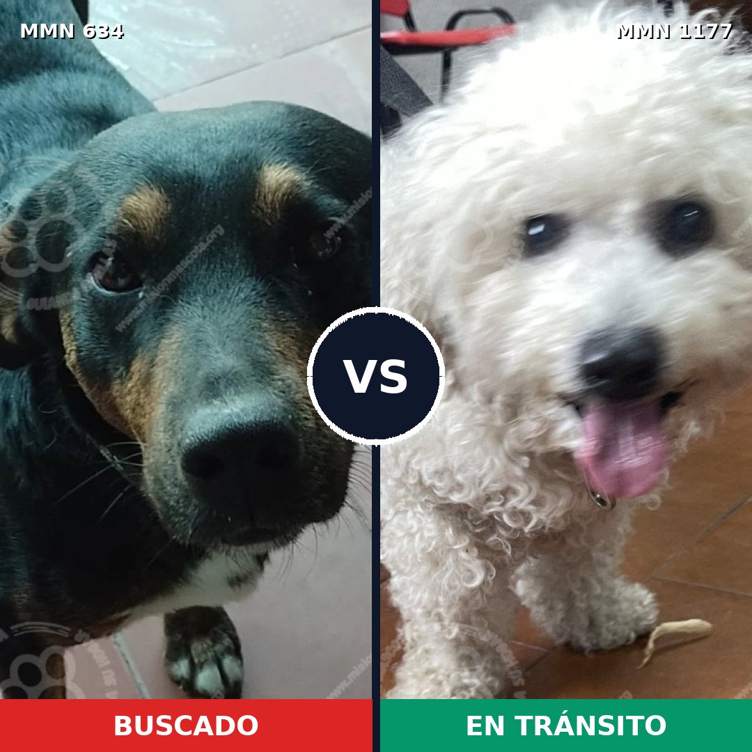 Comparativa MMS 18342: mascota perdida y mascota encontrada, 23% de similitud