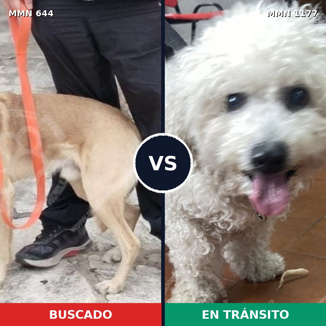Comparativa MMS 18344: mascota perdida y mascota encontrada, 17% de similitud