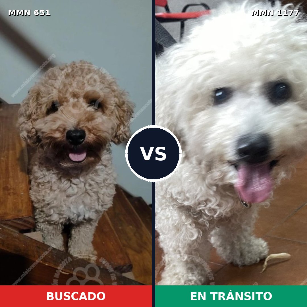 Comparativa MMS 18345: mascota perdida y mascota encontrada, 23% de similitud