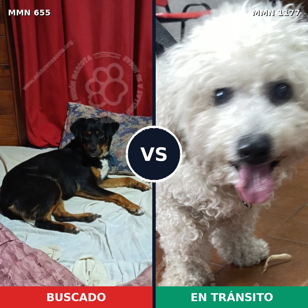 Comparativa MMS 18347: mascota perdida y mascota encontrada, 28% de similitud