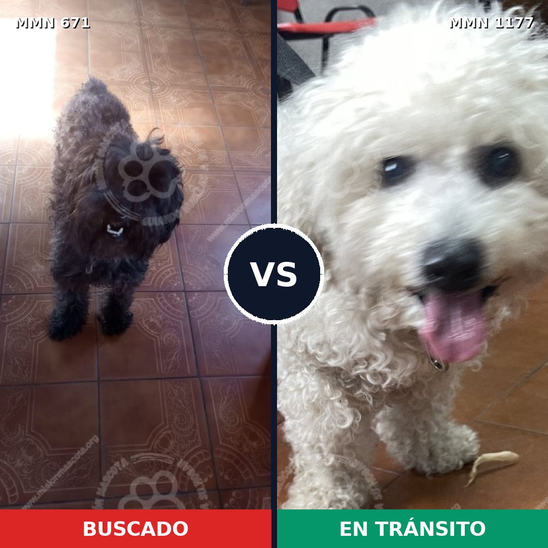 Comparativa MMS 18348: mascota perdida y mascota encontrada, 55% de similitud