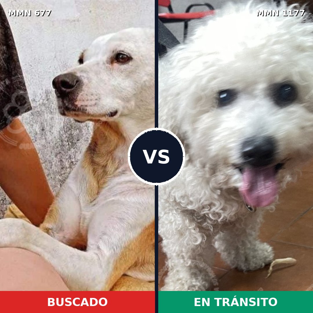 Comparativa MMS 18349: mascota perdida y mascota encontrada, 30% de similitud