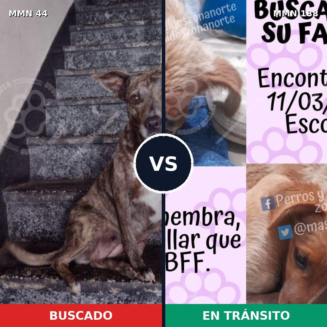 Comparativa MMS 1835: mascota perdida y mascota encontrada, 48% de similitud