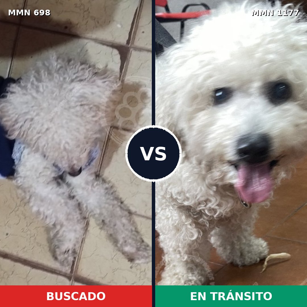 Comparativa MMS 18350: mascota perdida y mascota encontrada, 86% de similitud