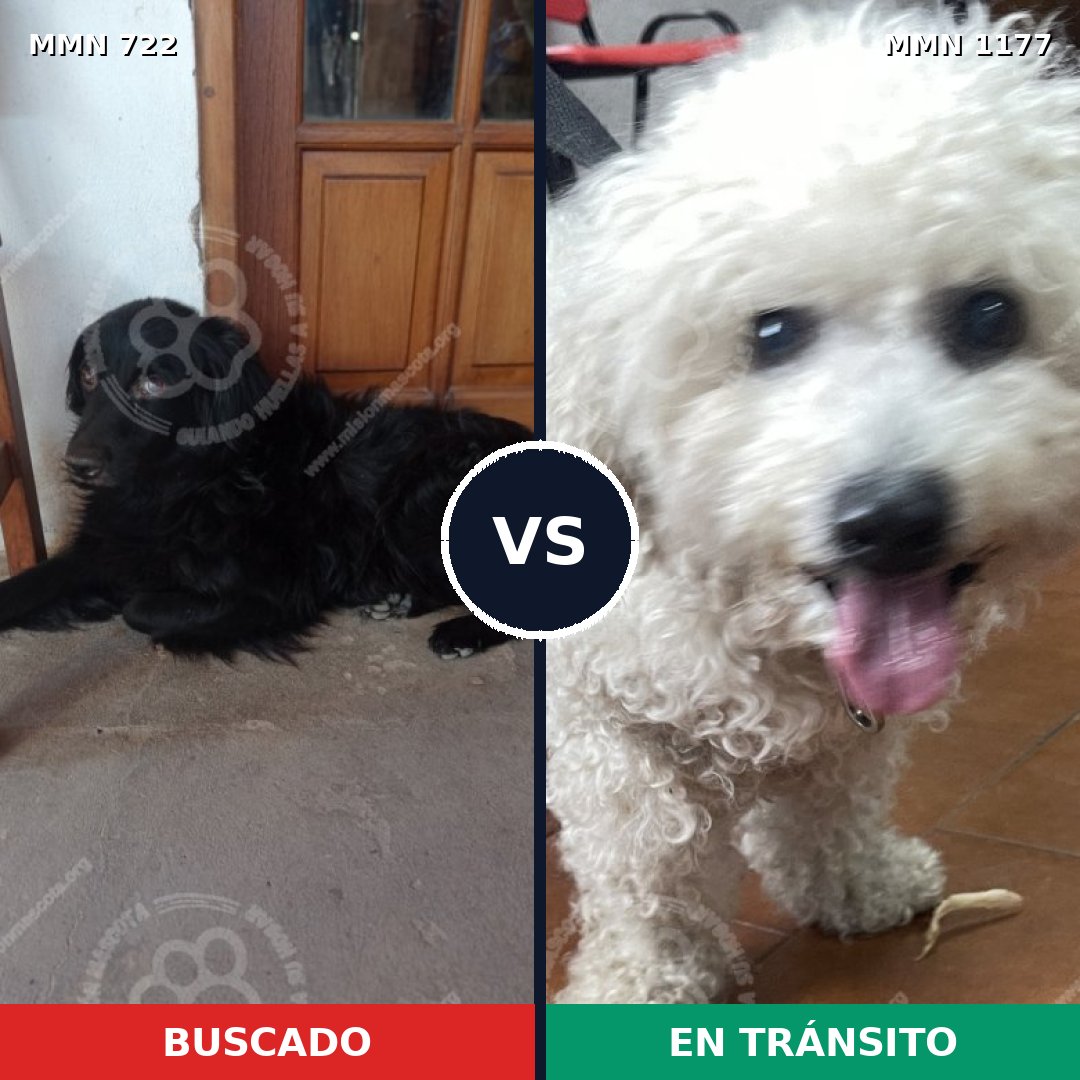 Comparativa MMS 18352: mascota perdida y mascota encontrada, 18% de similitud