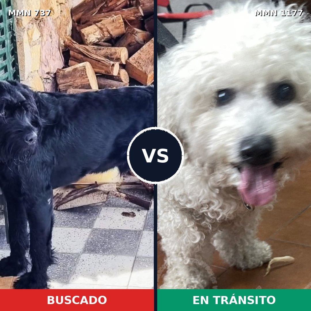 Comparativa MMS 18353: mascota perdida y mascota encontrada, 11% de similitud