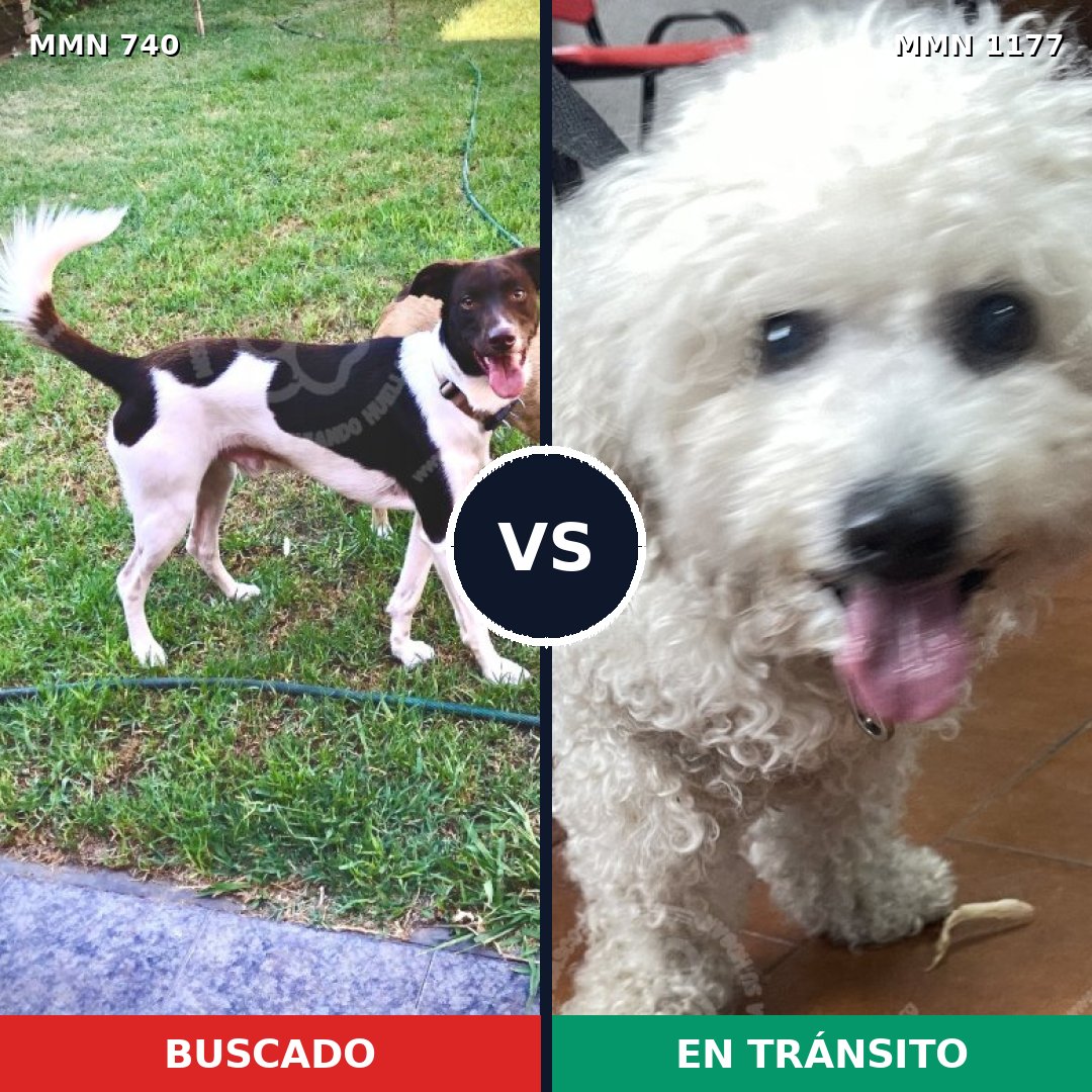 Comparativa MMS 18354: mascota perdida y mascota encontrada, 29% de similitud