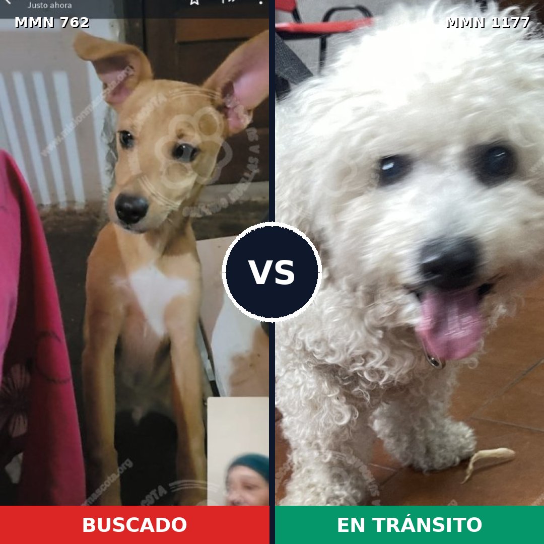 Comparativa MMS 18356: mascota perdida y mascota encontrada, 30% de similitud