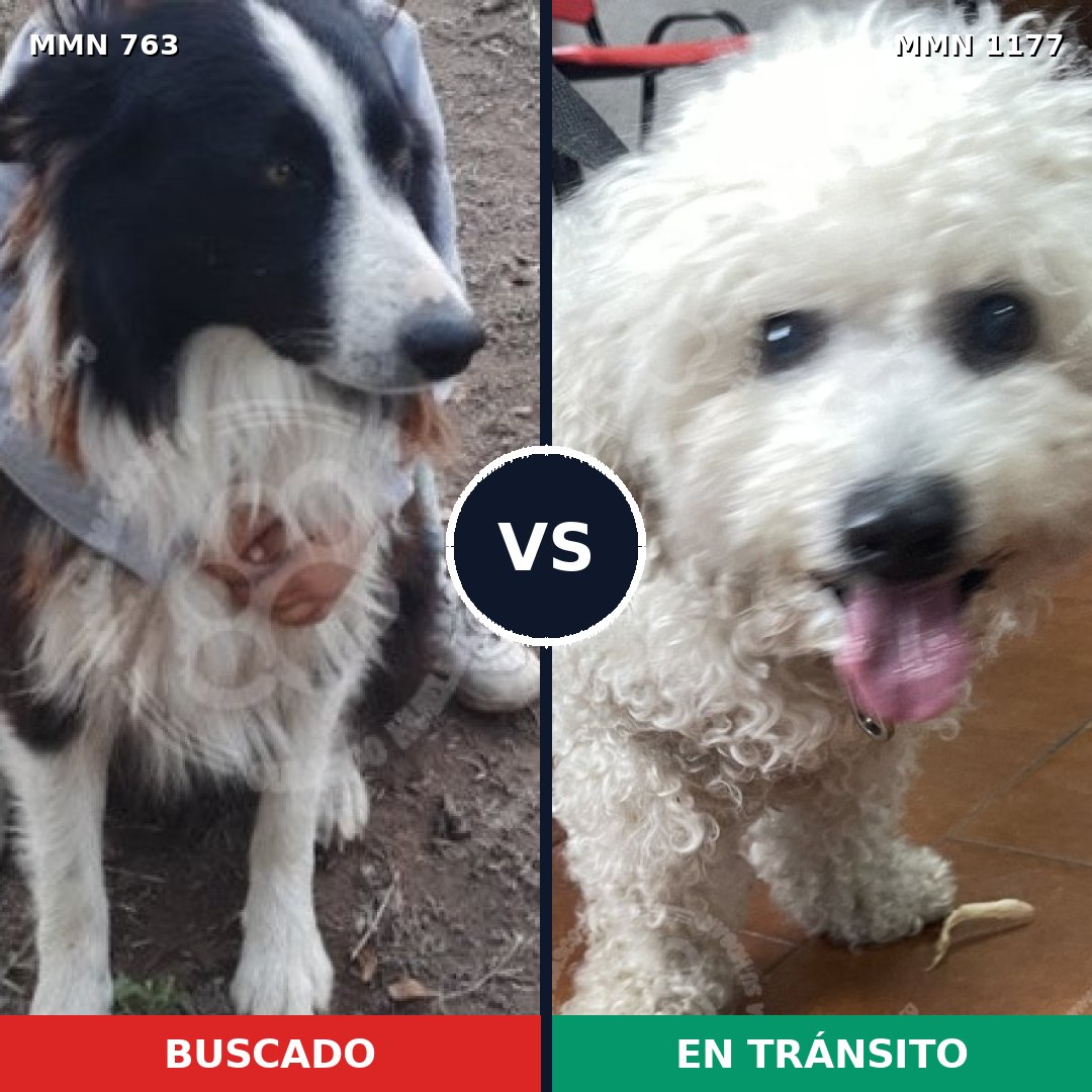 Comparativa MMS 18357: mascota perdida y mascota encontrada, 17% de similitud