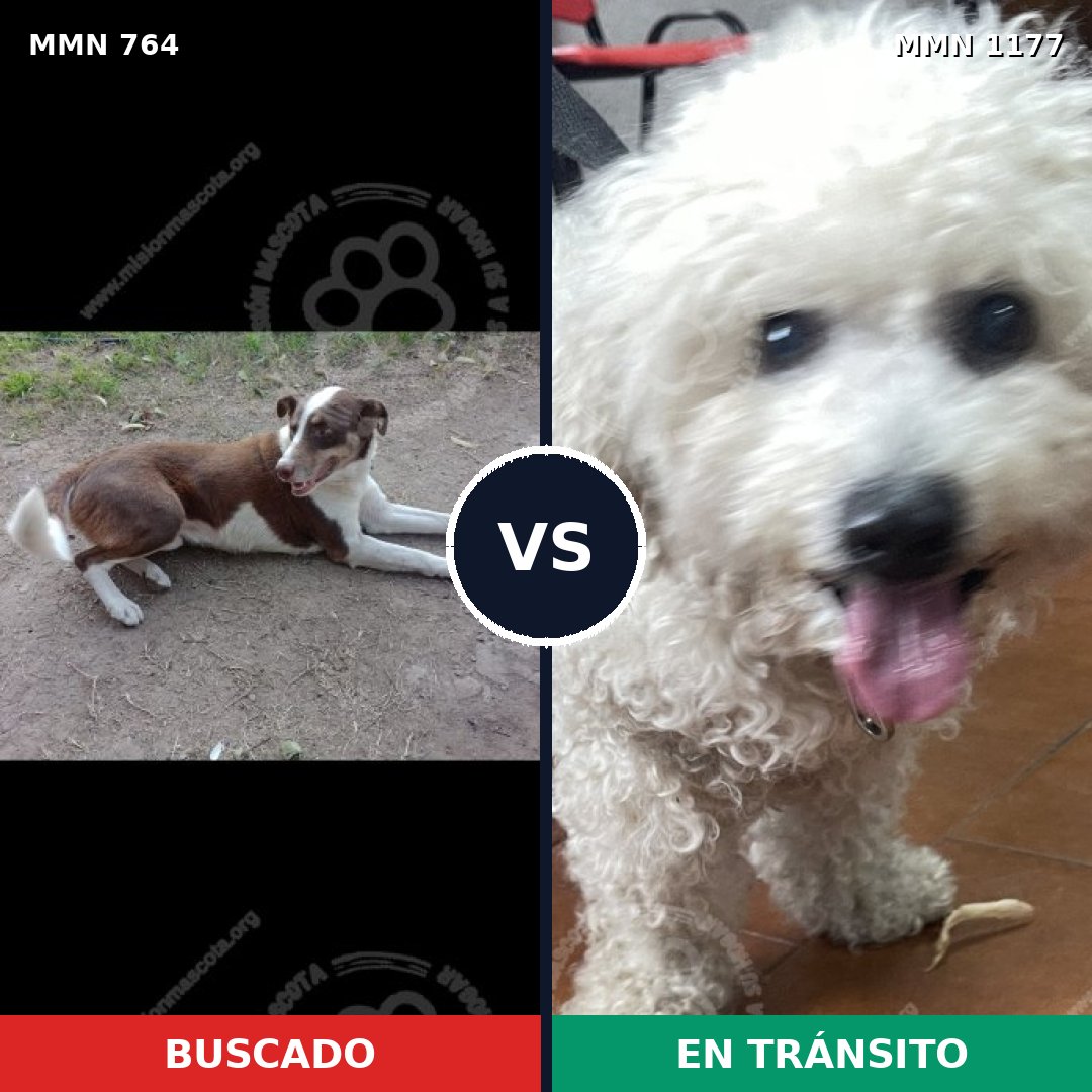 Comparativa MMS 18358: mascota perdida y mascota encontrada, 36% de similitud