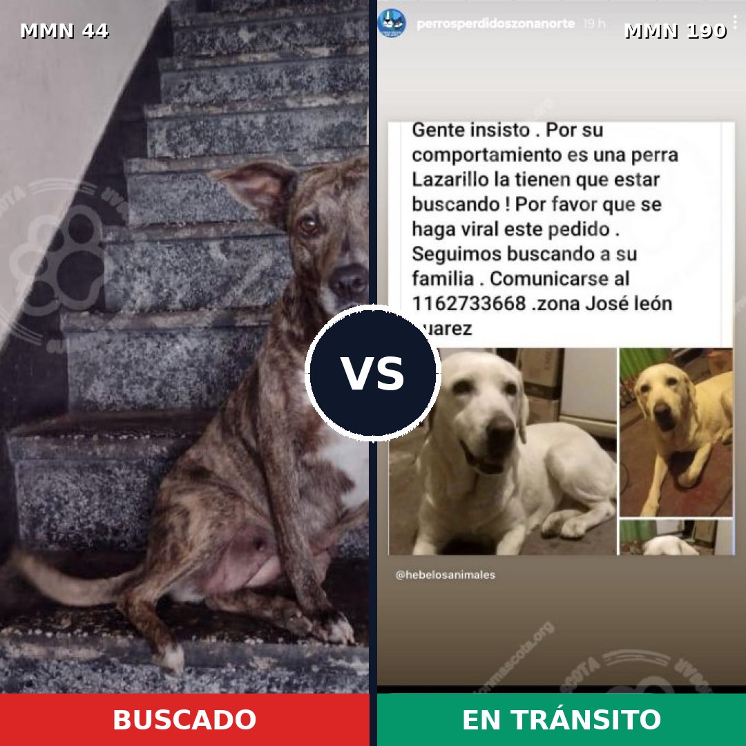 Comparativa MMS 1836: mascota perdida y mascota encontrada, 41% de similitud