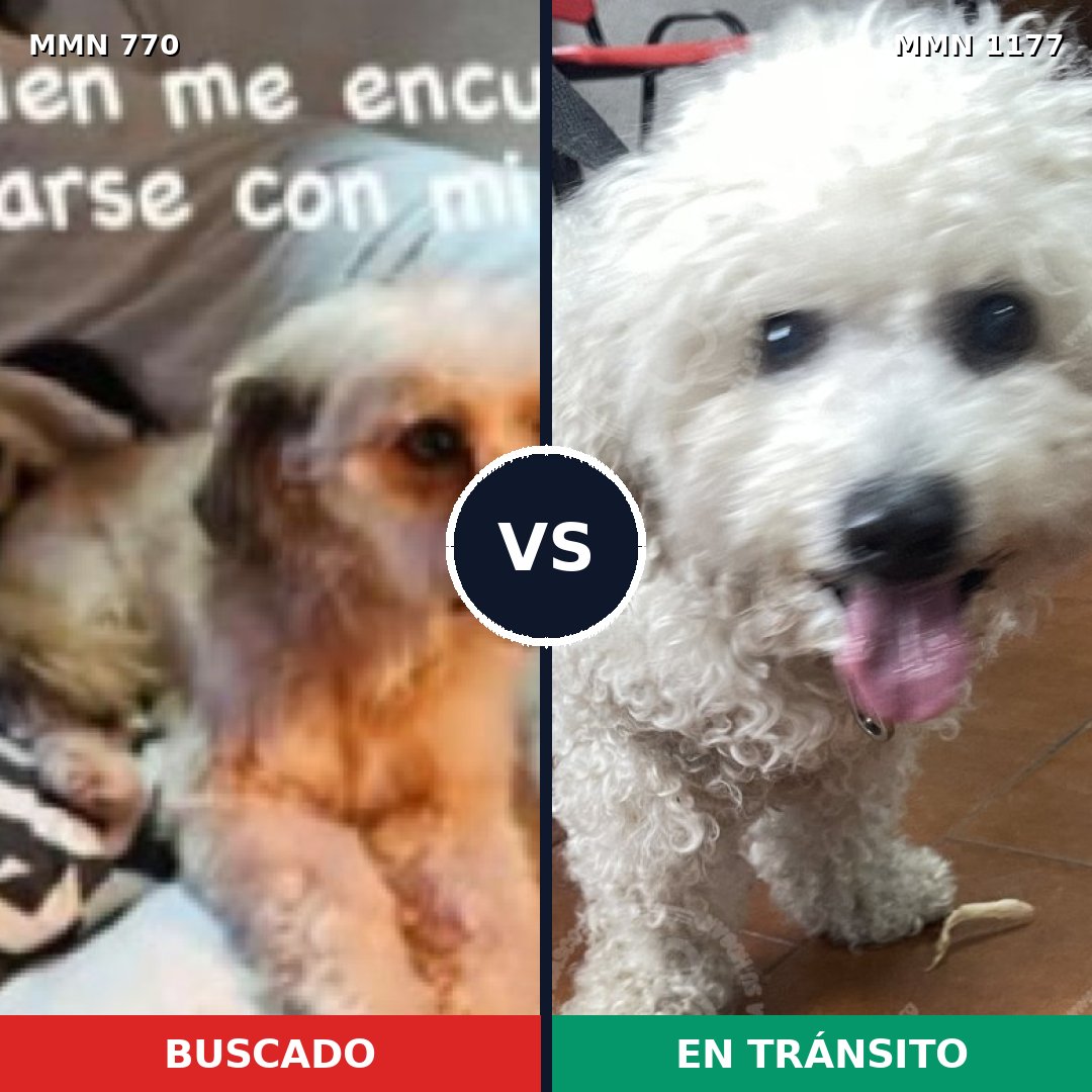 Comparativa MMS 18361: mascota perdida y mascota encontrada, 52% de similitud