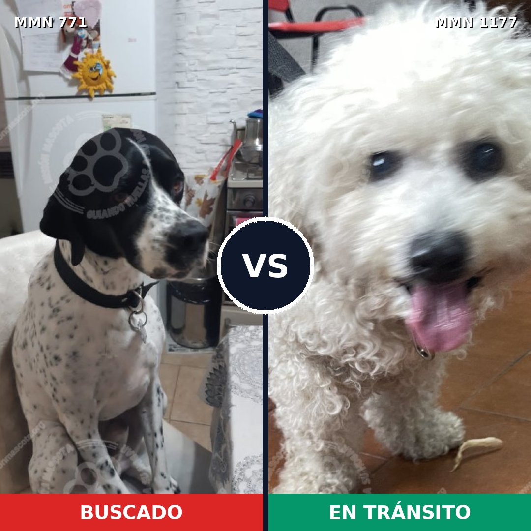 Comparativa MMS 18362: mascota perdida y mascota encontrada, 30% de similitud