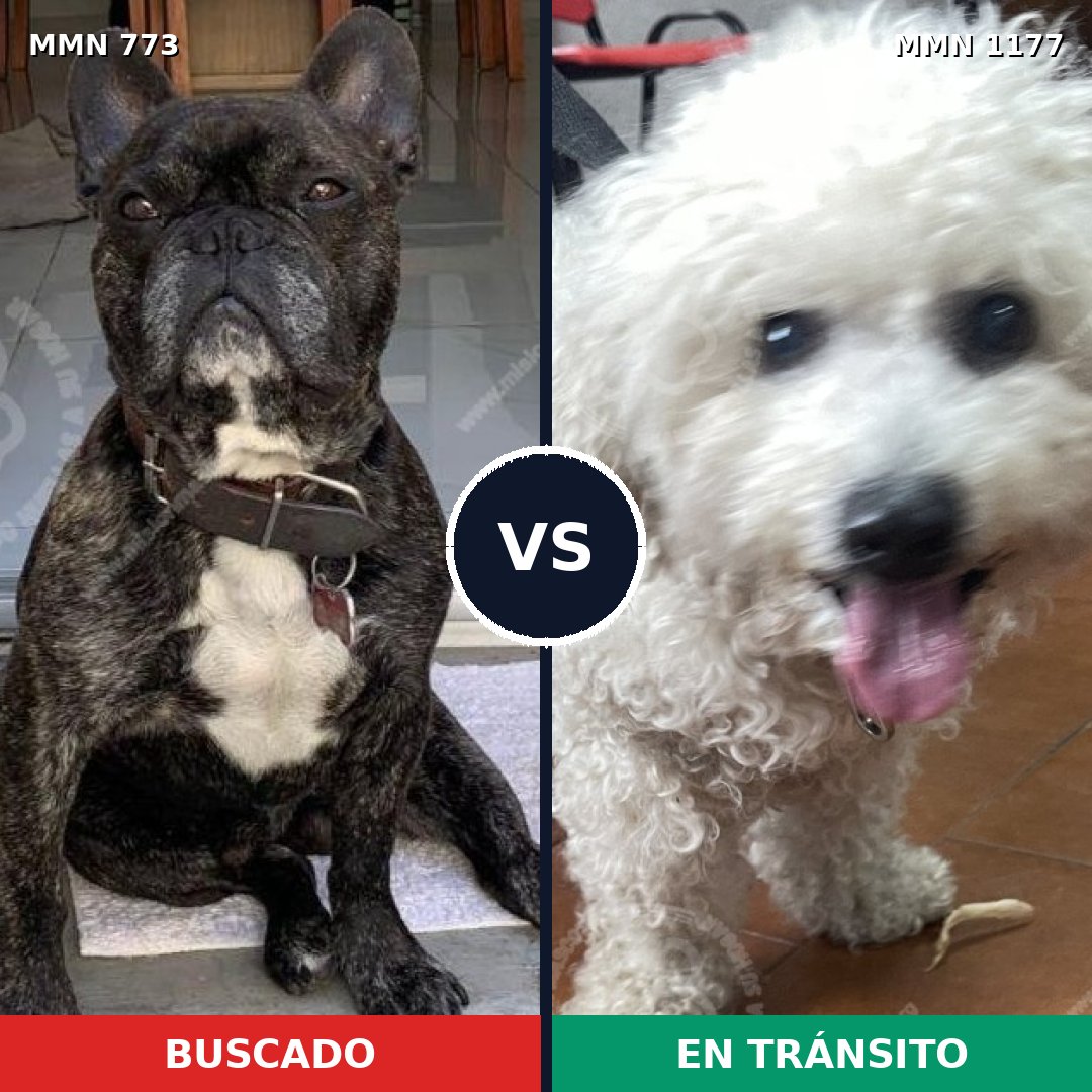 Comparativa MMS 18363: mascota perdida y mascota encontrada, 17% de similitud