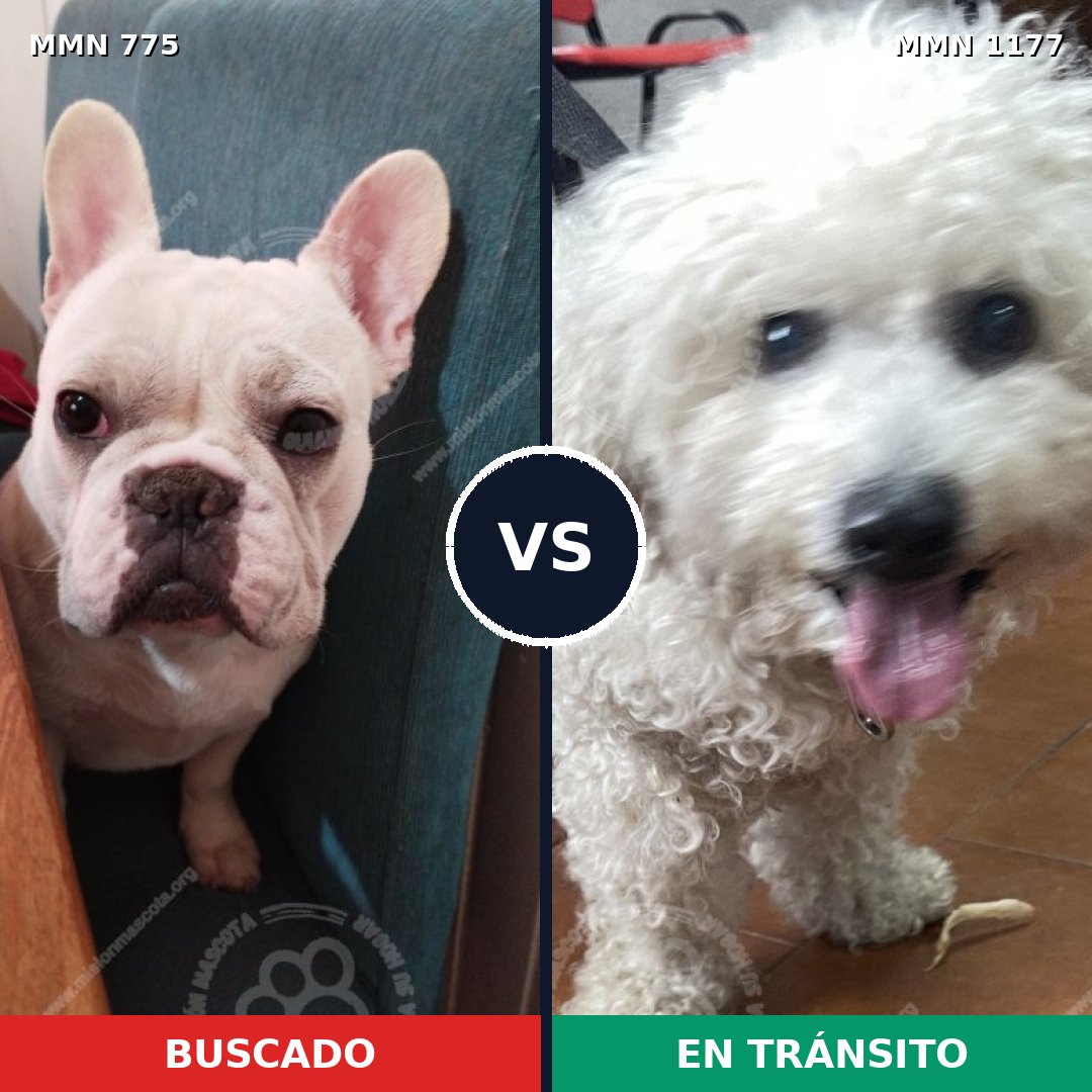 Comparativa MMS 18364: mascota perdida y mascota encontrada, 24% de similitud