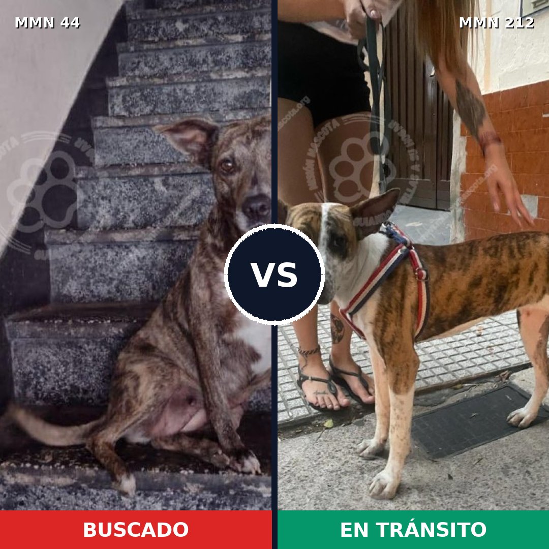 Comparativa MMS 1837: mascota perdida y mascota encontrada, 70% de similitud