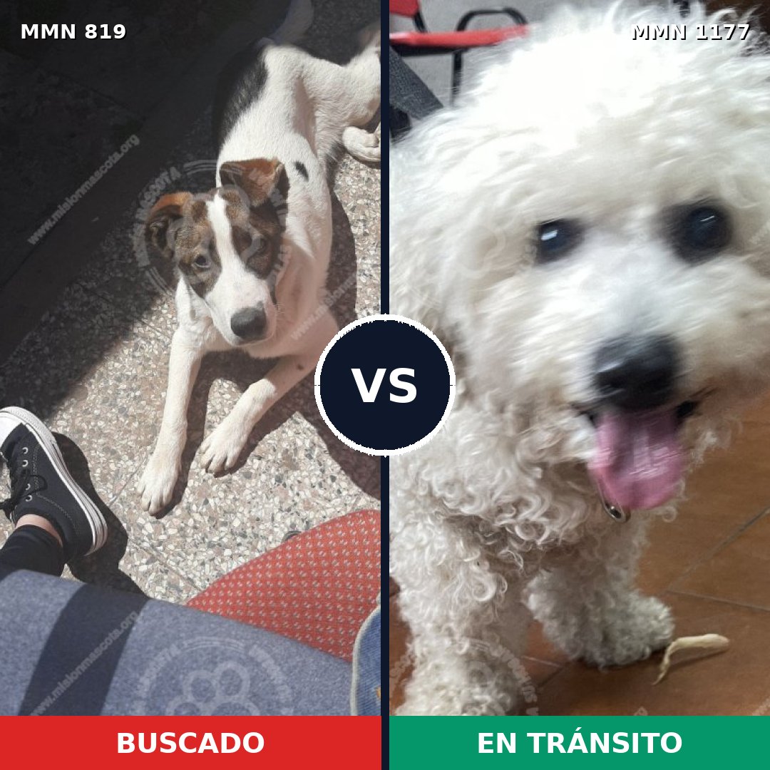 Comparativa MMS 18370: mascota perdida y mascota encontrada, 35% de similitud