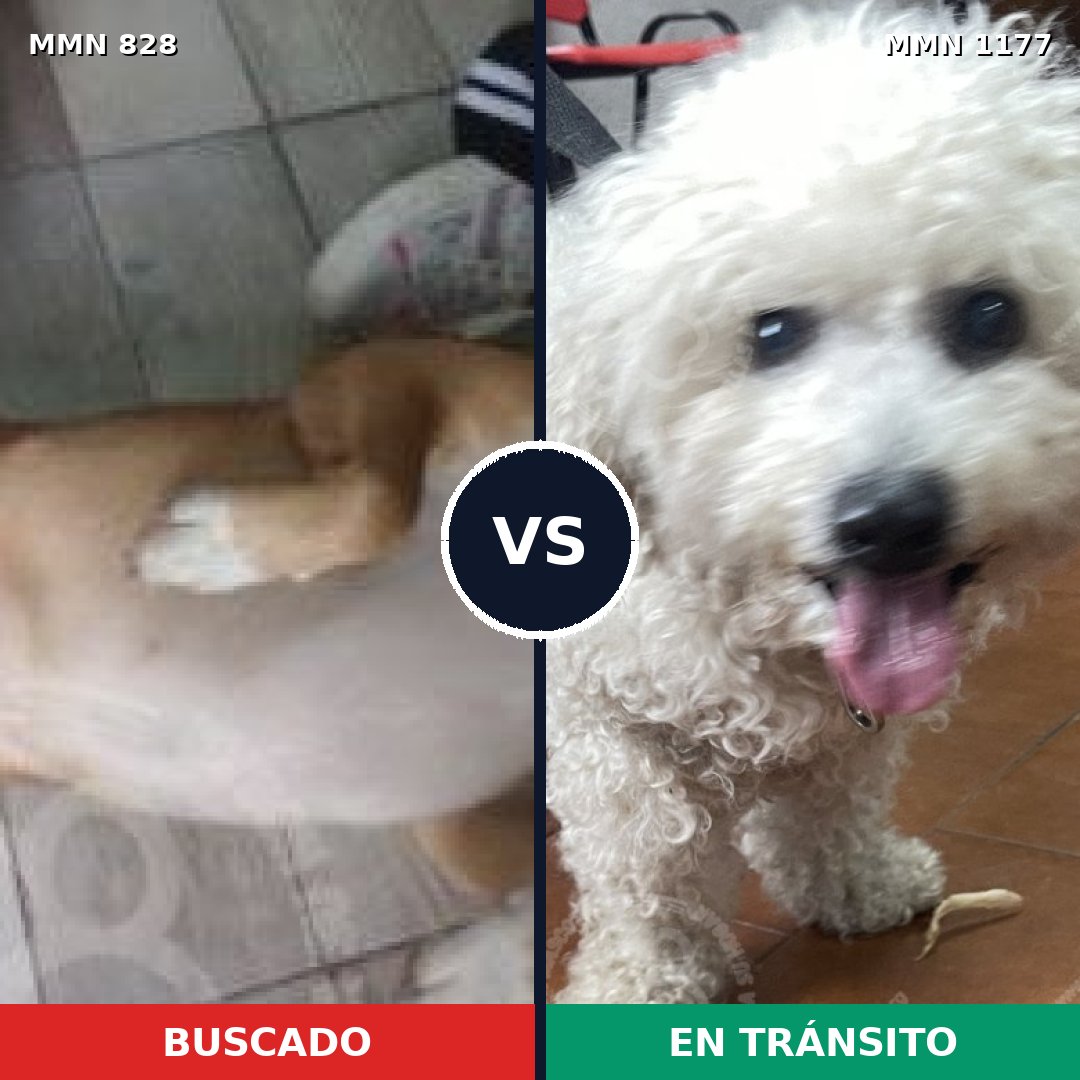 Comparativa MMS 18371: mascota perdida y mascota encontrada, 26% de similitud