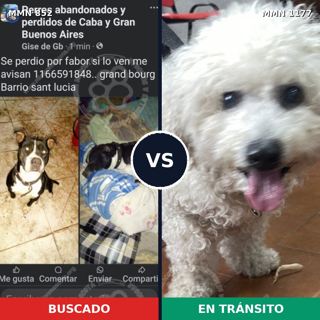 Comparativa MMS 18374: mascota perdida y mascota encontrada, 30% de similitud