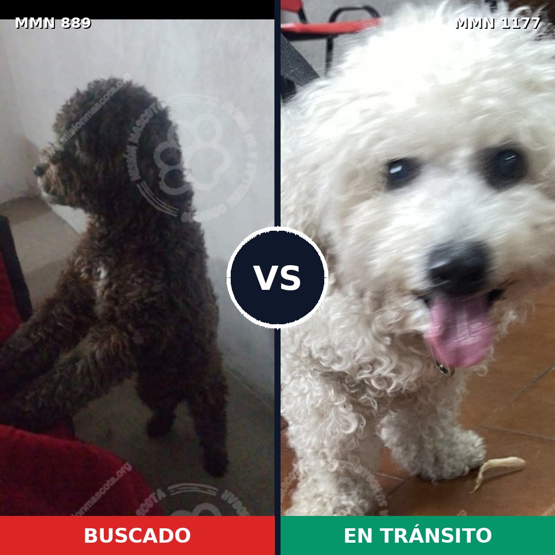 Comparativa MMS 18379: mascota perdida y mascota encontrada, 11% de similitud