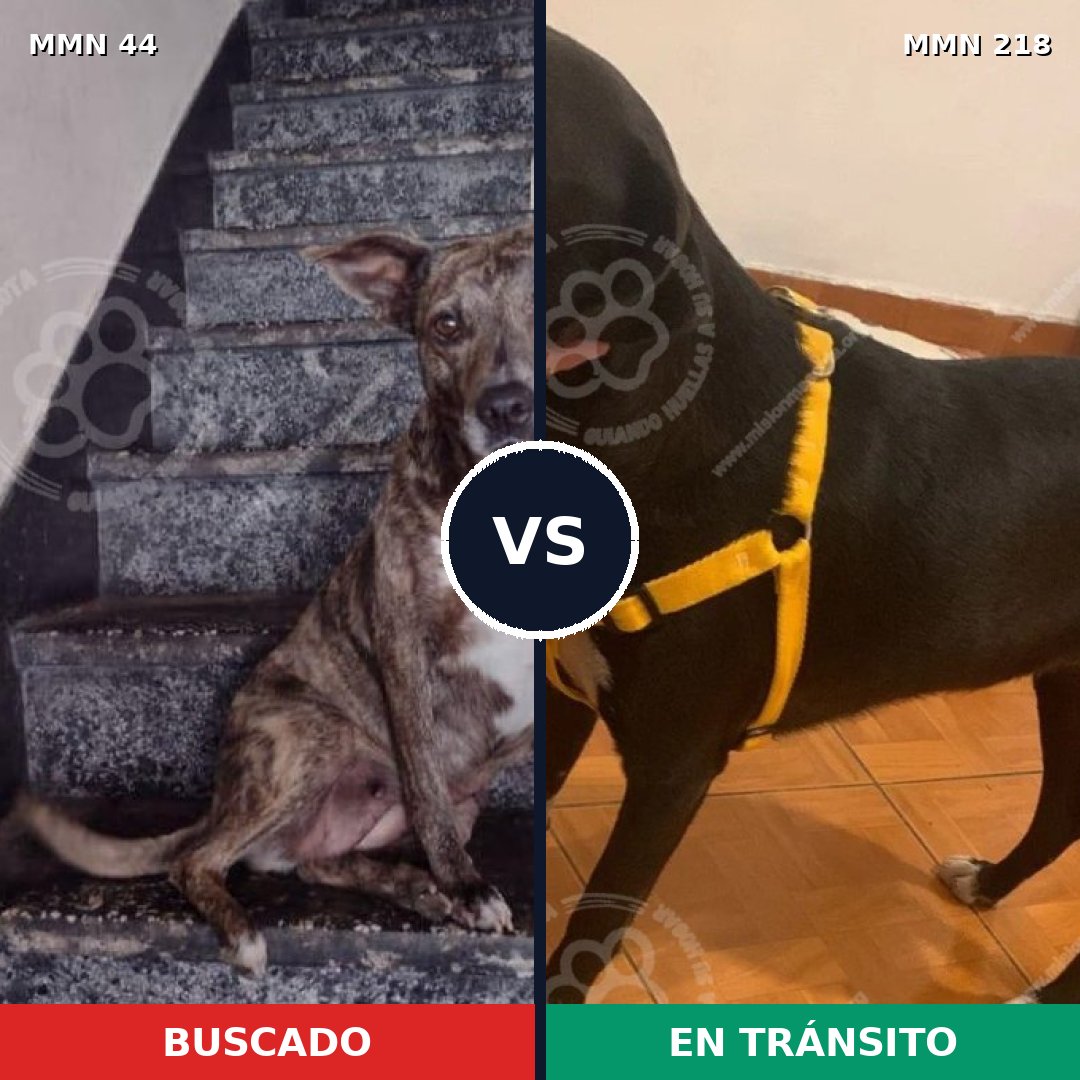 Comparativa MMS 1838: mascota perdida y mascota encontrada, 71% de similitud