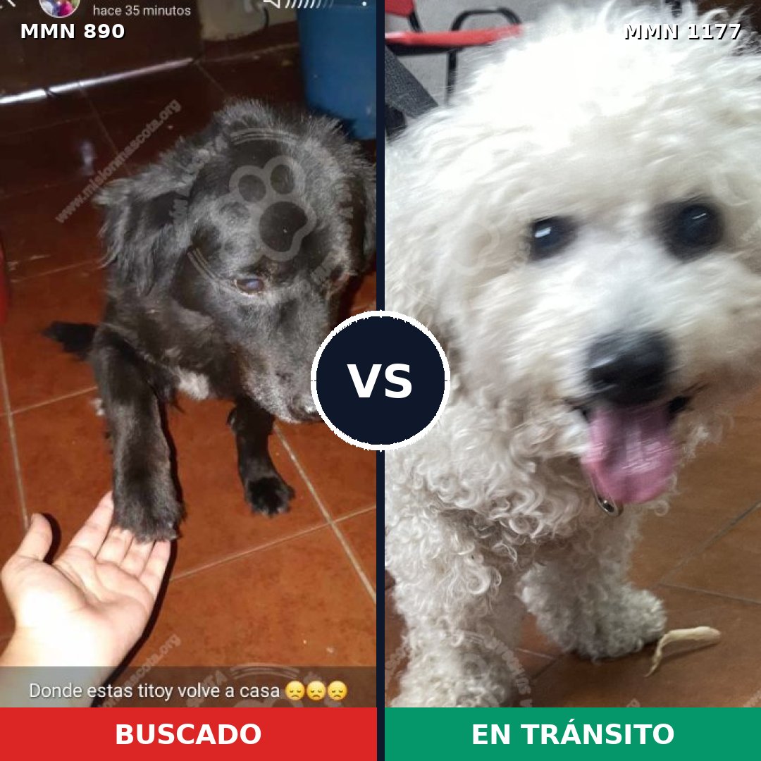 Comparativa MMS 18380: mascota perdida y mascota encontrada, 51% de similitud
