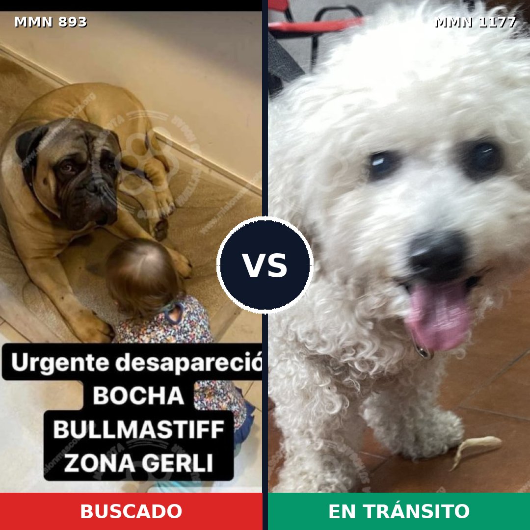 Comparativa MMS 18381: mascota perdida y mascota encontrada, 17% de similitud