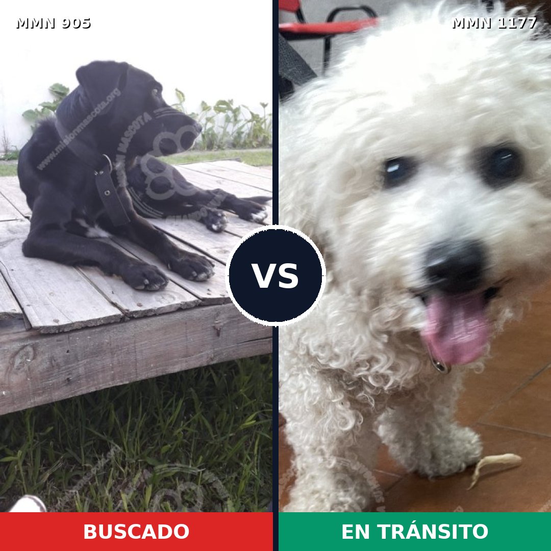Comparativa MMS 18383: mascota perdida y mascota encontrada, 29% de similitud