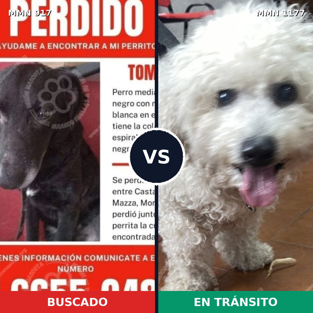 Comparativa MMS 18385: mascota perdida y mascota encontrada, 32% de similitud