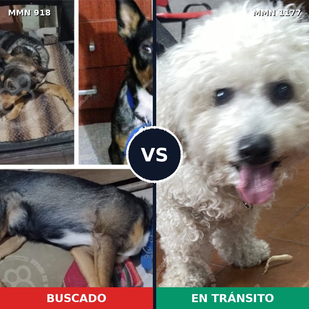 Comparativa MMS 18386: mascota perdida y mascota encontrada, 8% de similitud