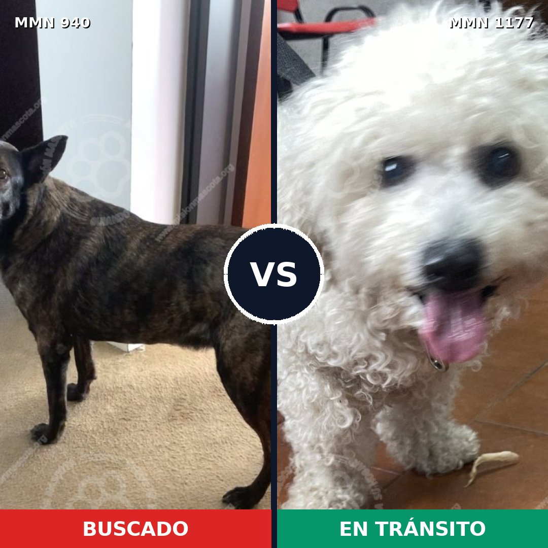 Comparativa MMS 18388: mascota perdida y mascota encontrada, 1% de similitud