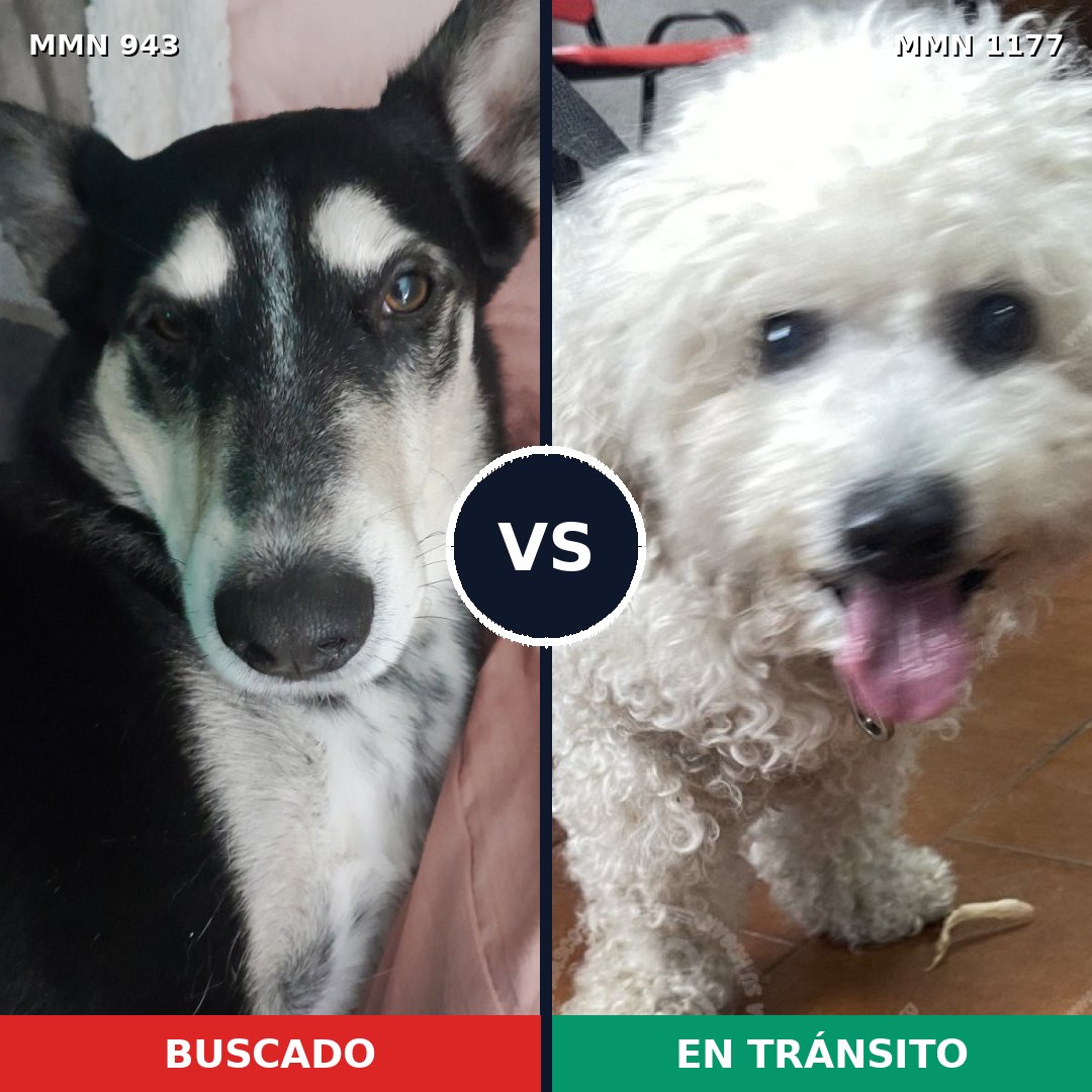 Comparativa MMS 18389: mascota perdida y mascota encontrada, 29% de similitud