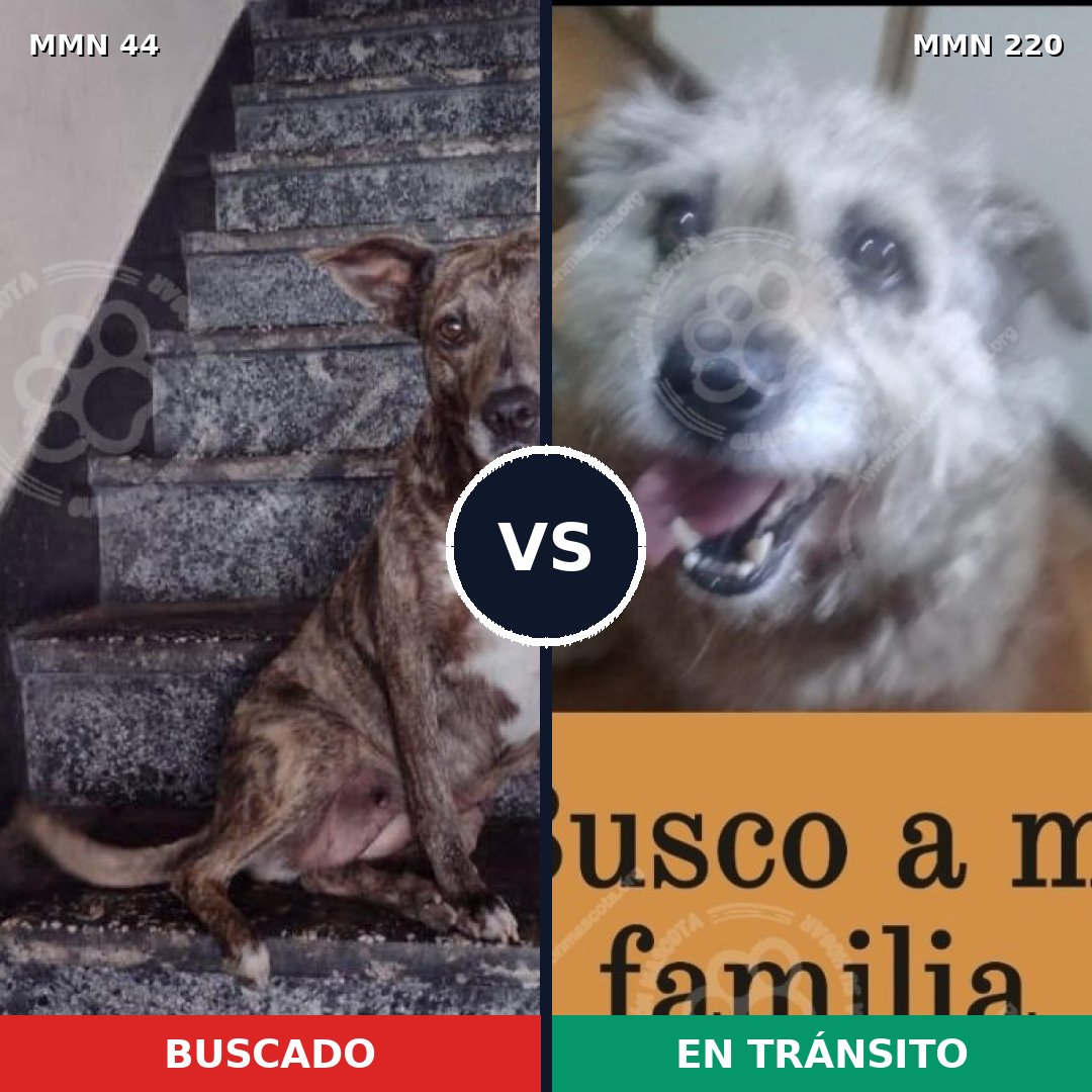 Comparativa MMS 1839: mascota perdida y mascota encontrada, 61% de similitud